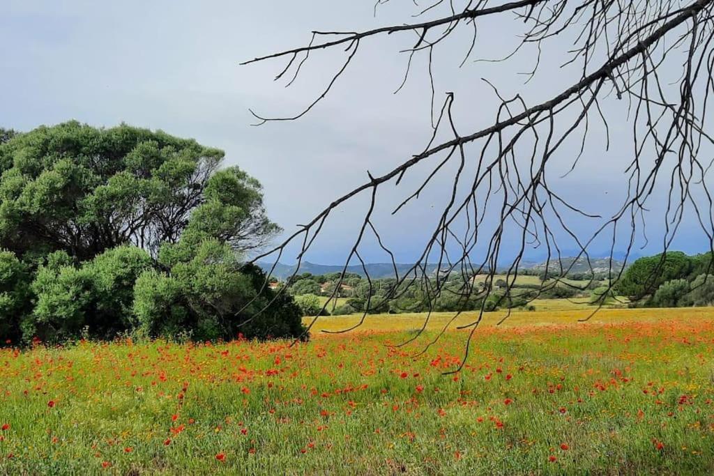 Agreen Country House Olbia Buitenkant foto